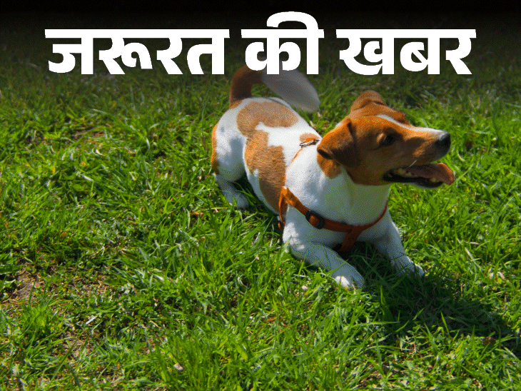 Housing Society pet rules; Dogs Cat | Animal Cruelty | News of the need- Keep a pet dog with responsibility: Learn to keep pets in housing society, keep these things in mind