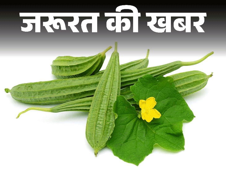 Turai ke fayde; Ride Gourd Health Benefits | Nutrition Values | News of the need- 9 Health Benefits of Turai: Calcium-Potassium-rich, helpful in weightloss, know from the doctor who should not eat