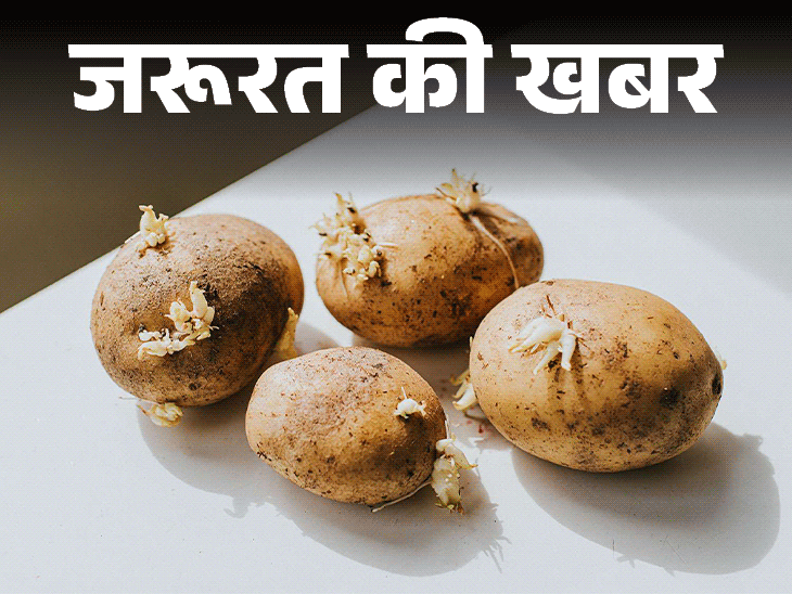 Ankurit sprouted potatoes safe to eat; Aloo Storage Problems Explained | News of the need- Toxic compound in sprouted potatoes: Eating can lead to 6 health problems, know the right way to store potatoes